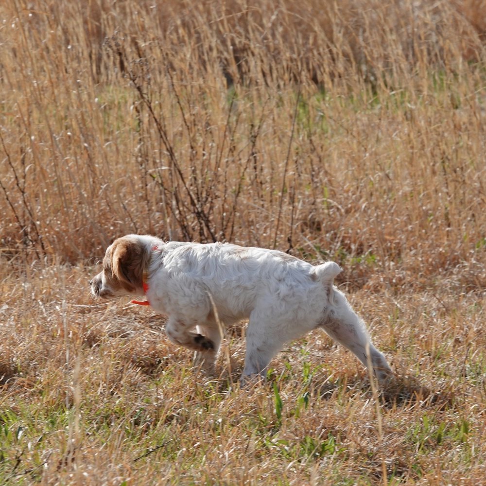  Max demonstrating the intensity of a French Britt’s point 