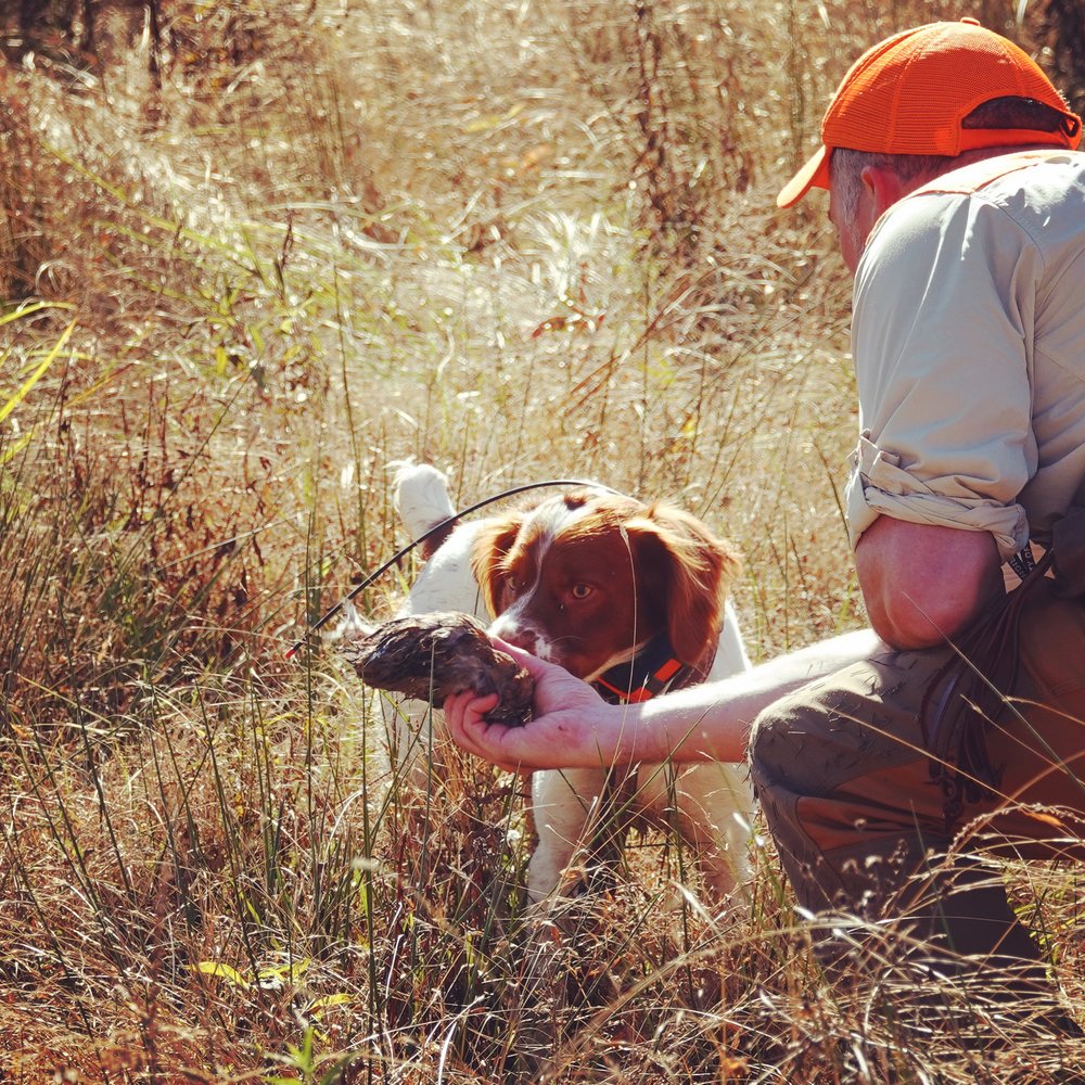  Lincoln's very first completed sequence on a bobwhite quail: point, hunt dead, retrieve to Robb's hand (photo credit: Virginie Pozo Donoghue) 