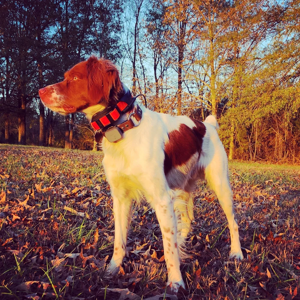  Lincoln in the Golden Hour 