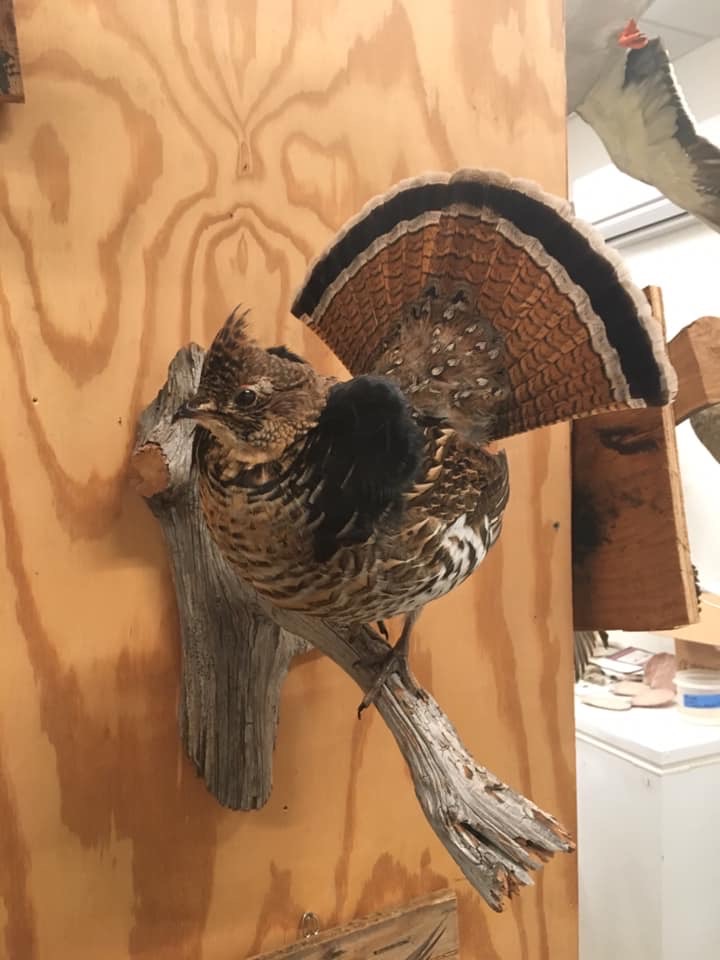  Mounted Ruffed Grouse (photo credit: Chip Hidinger) 