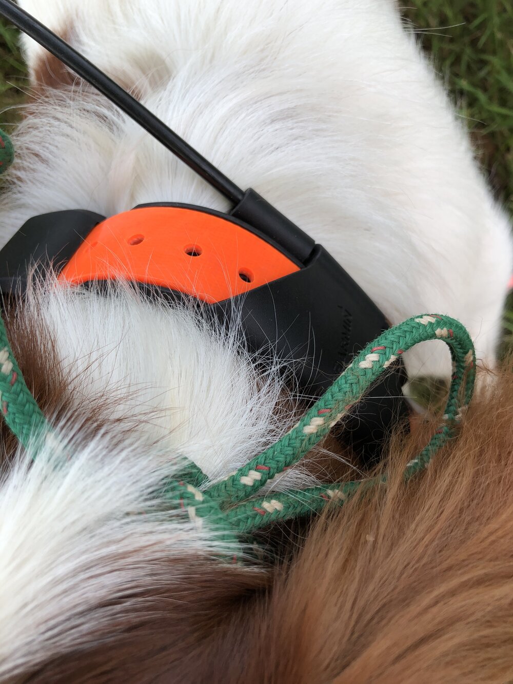  The easy-to-release slip knot on top of the dog’s head 