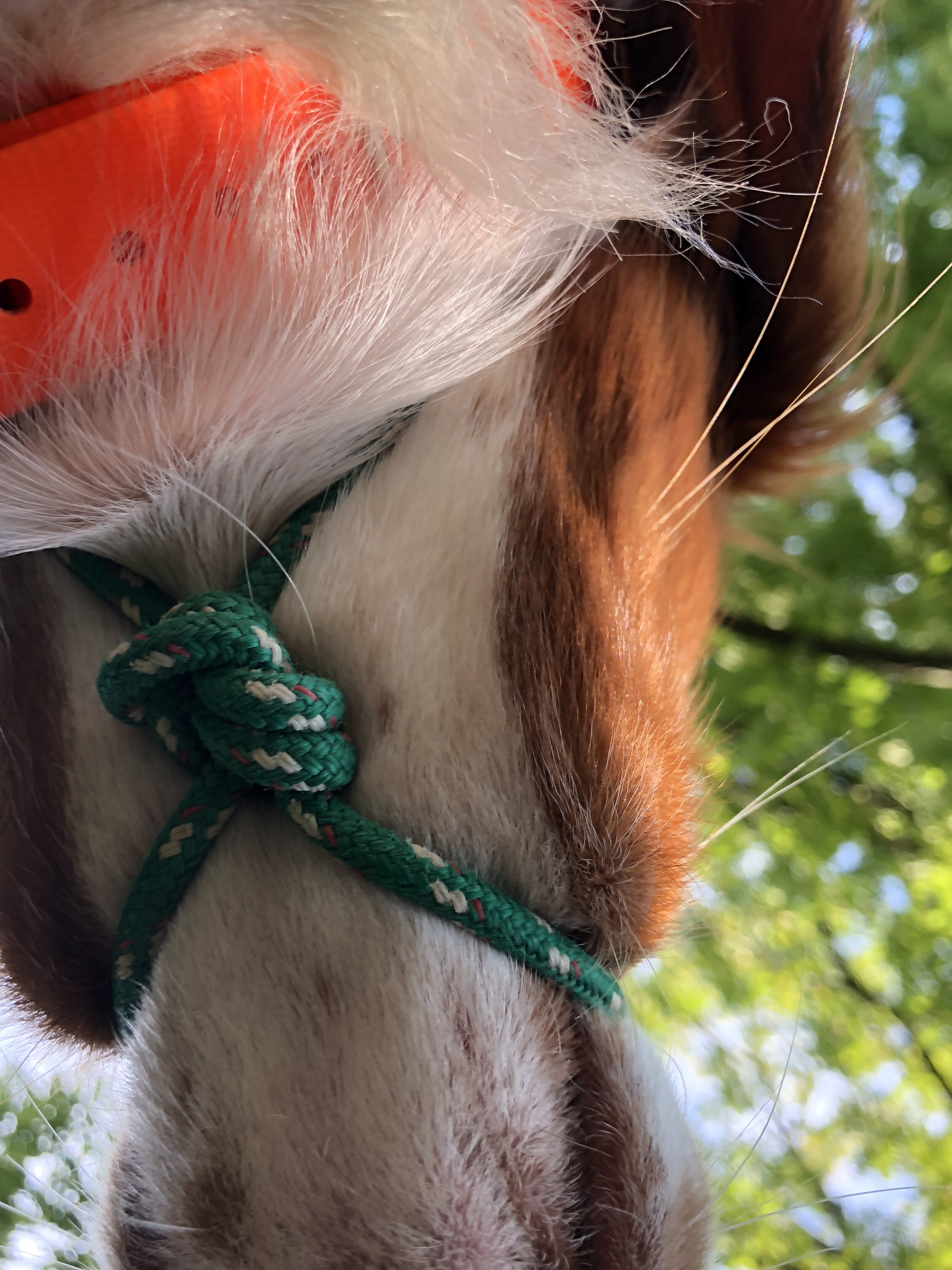  The  knot that sits squarely under the dog’s jaw and which causes mild discomfort when the dog tries to vocalize/bark resistance 