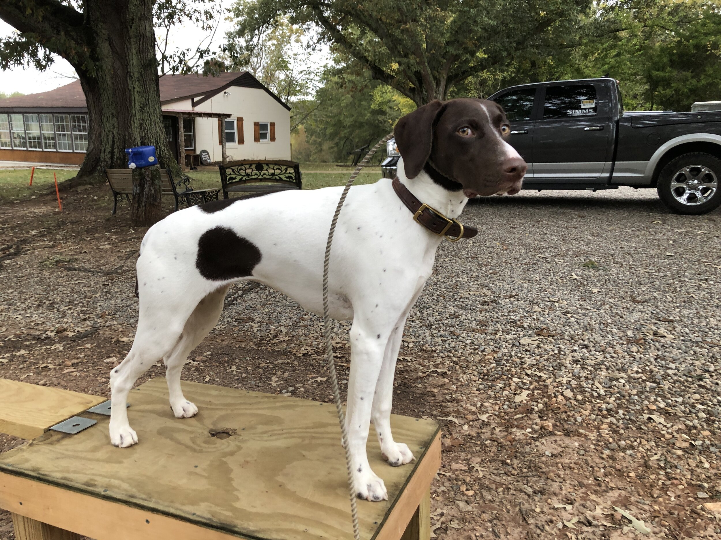  Ruby, a young GSP pup, learning to go with and stand still on yard work equipment 