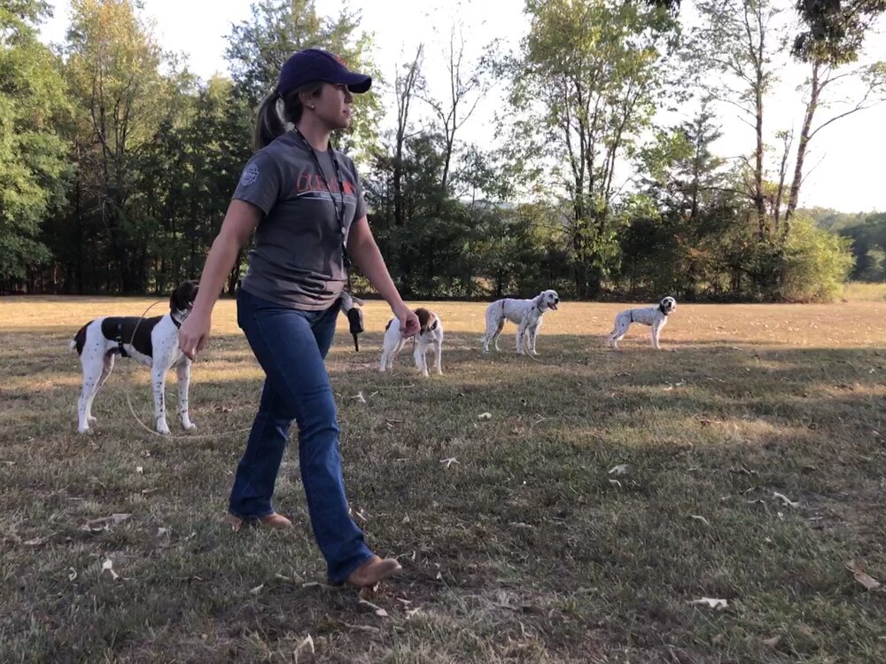 Sarah walking away from her dog Nubb, a GSP learning to stand still with distraction 