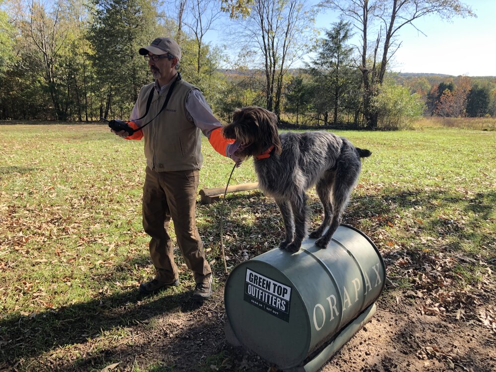  Neal working with Dutch, a Wirehaired Pointing Griffon, on standing still on yard work equipment 