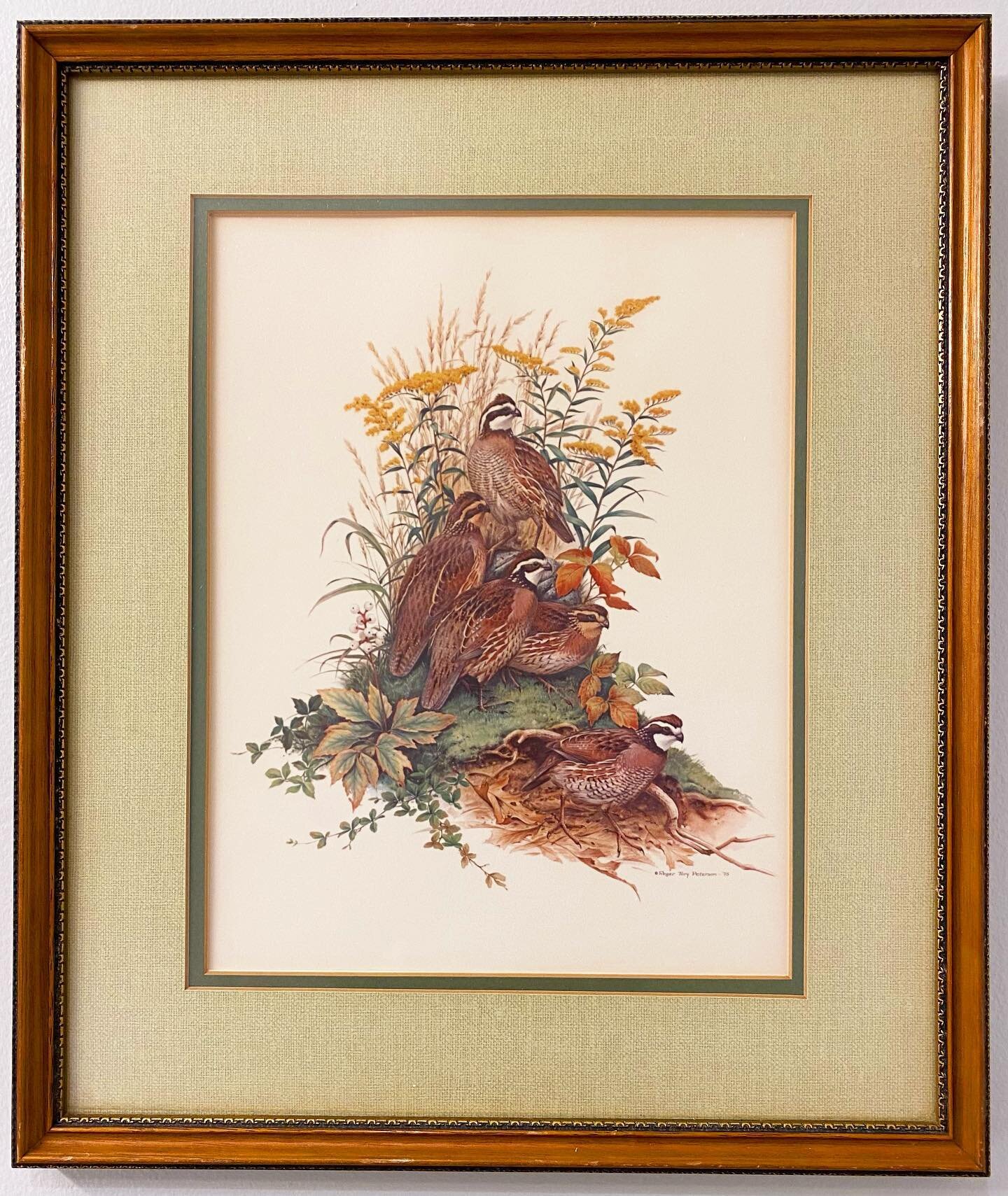 God Bless the Internets - framed Peterson bobwhite perfection and shipping for under $100, brought to you by the 1970s #bobwhite #bobwhitequail #colinusvirginianus #rtpeterson #rogertorypeterson