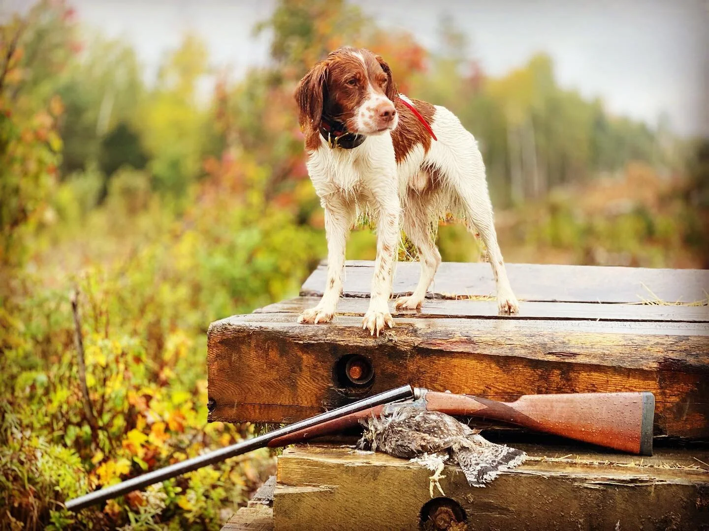 I think May may be the longest month. Ticks, fawns, nesting season. And then I see these pics and I get lost in them. Ache #saudade #maine #bonasaumbellus #ruffedgrouse #alreadybooked #dog #brittany #americanbrittany #virginiabrittany #brittanysofins