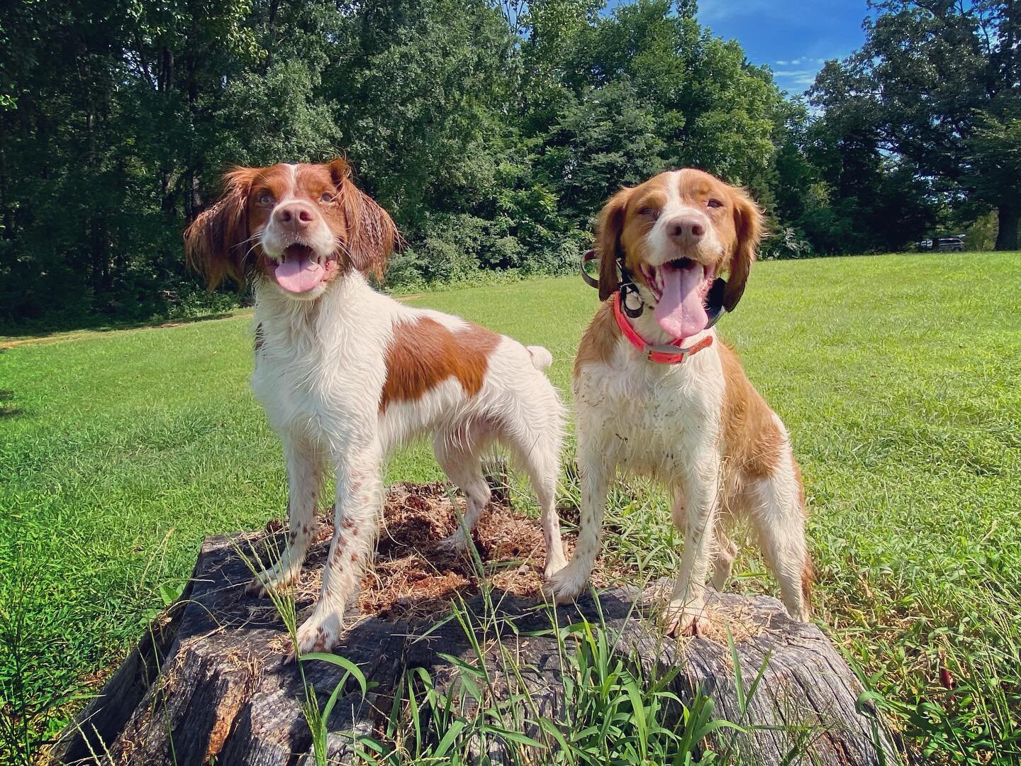 So much fun running with another gorgeous orange and white Britt today, the world famous Ginger 😍 Great to see y&rsquo;all, @foxmtnbrittanys! #dog #brittany #americanbrittany #virginiabrittany #brittanysofinsta #brittanysofinstagram #birddog #birddo