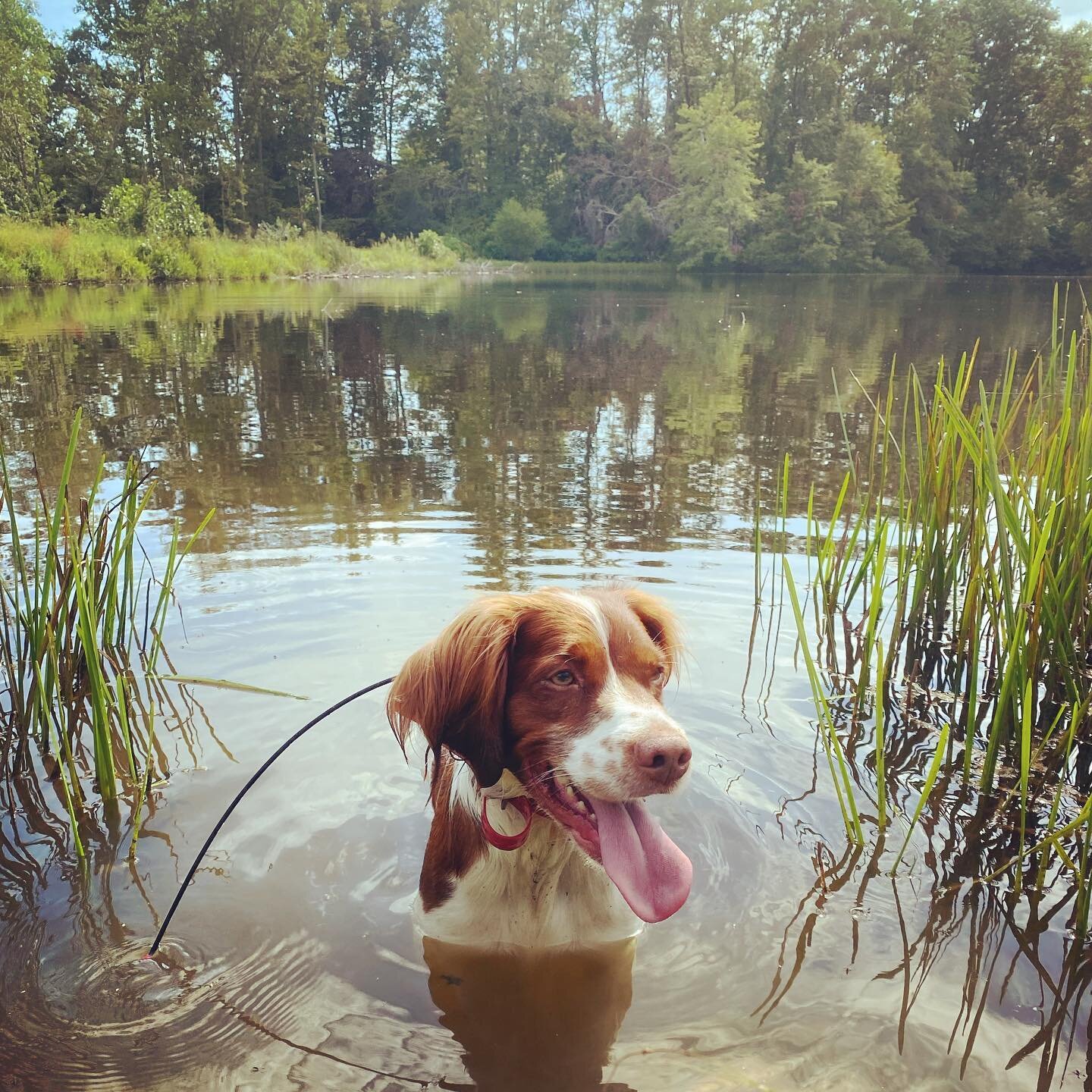 &ldquo;Yeah, Dad, I&rsquo;ve got the water retrieve down cold, but sure, let&rsquo;s do it 80 more times before dove opens next month &hellip;&rdquo; #dogdaysofsummer #august #whatsitgoodfor #dog #brittany #americanbrittany #virginiabrittany #brittan