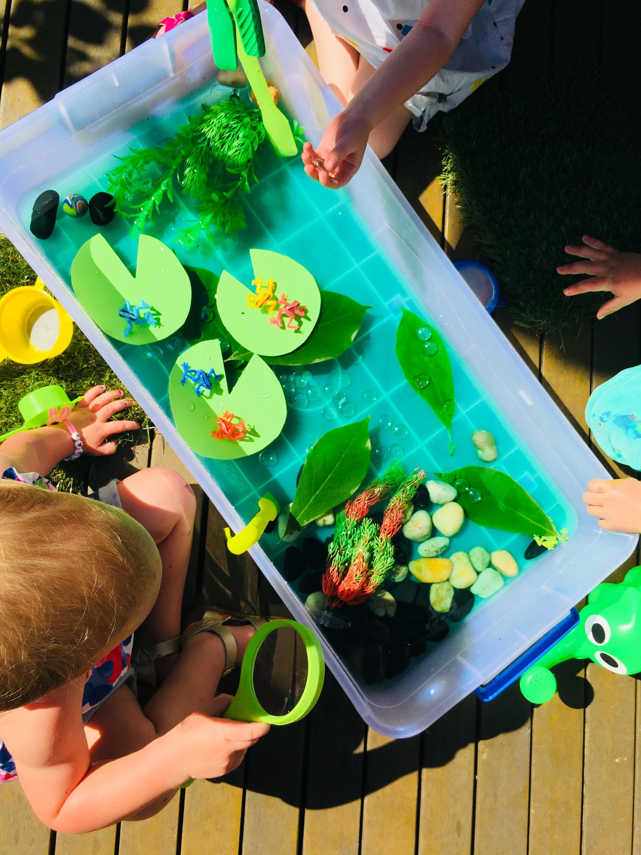 frogs in a pond.jpeg