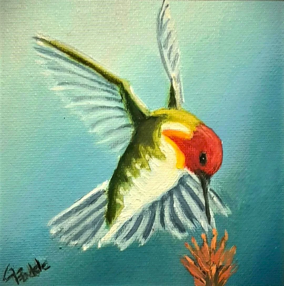 Broad Tail Hummingbird.jpg