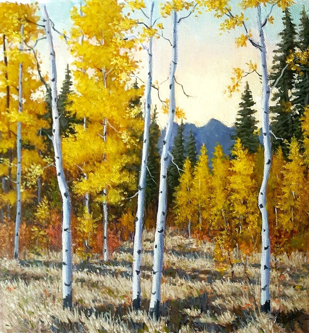 Colorado Aspens.jpg