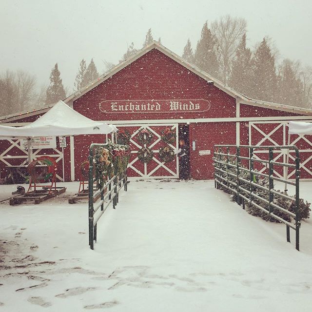 First snow at the farm today. #letitsnow #enchantedwinds #enchantedwindschristmastreefarm #christmastrees