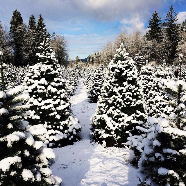 A snowy morning in 2015