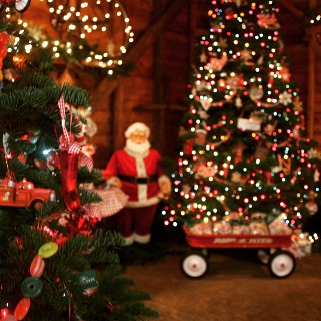 The barn is beautifully decorated! Come inside to warm up with a cup of cider and cookies. We also have ornaments, wreaths, holly and garland.