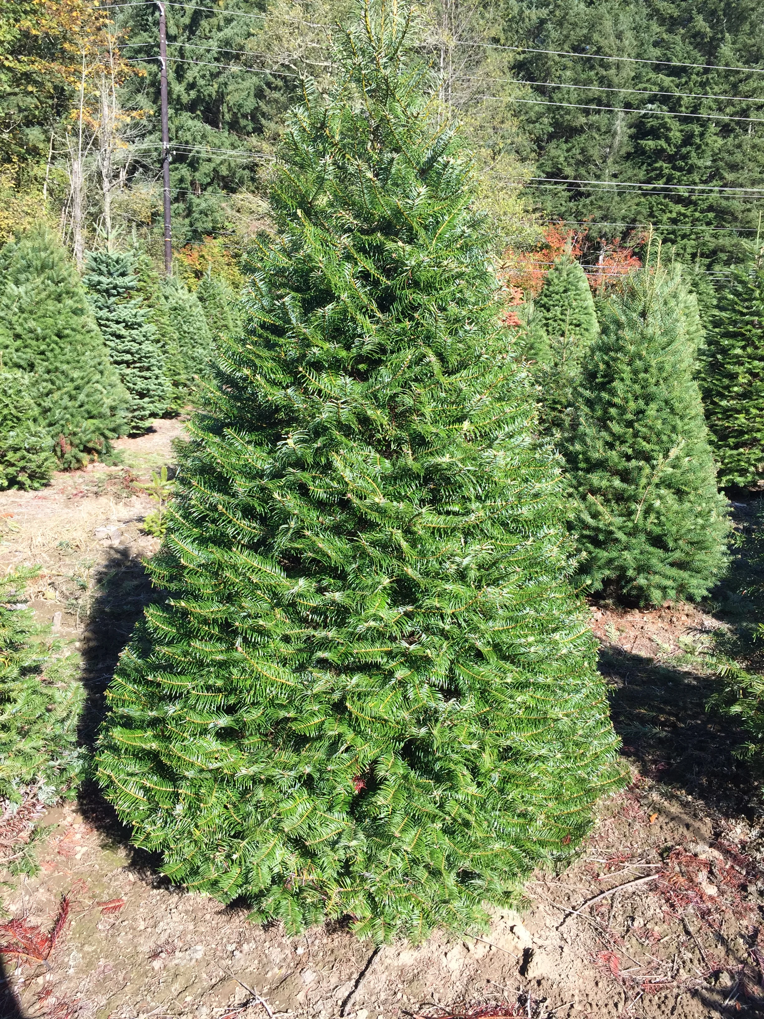 grand fir.jpg