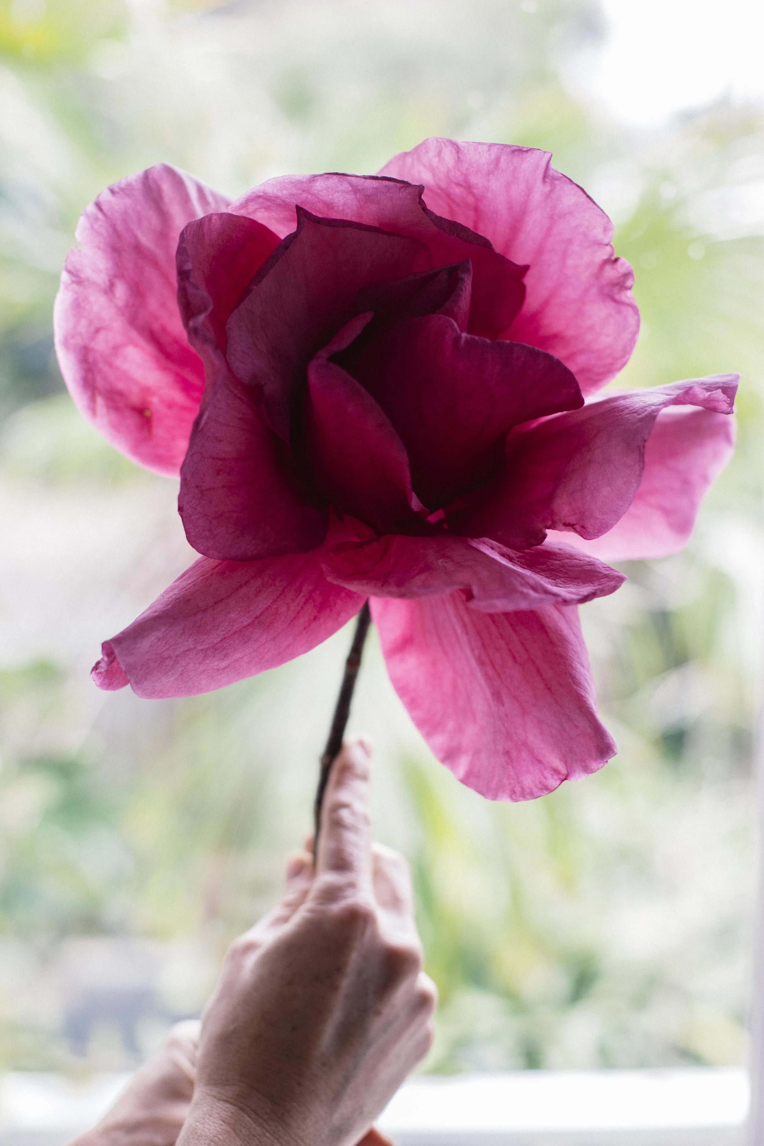 GiantCamelliaFlower.jpg