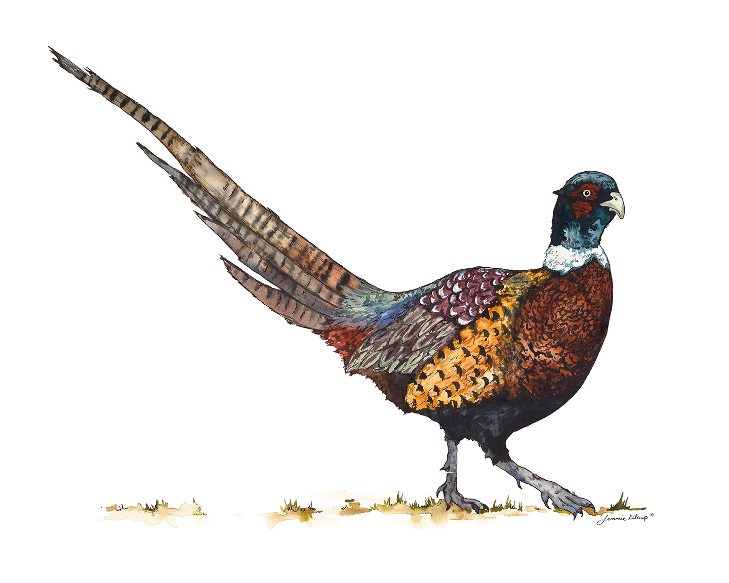 Pheasant.jpg