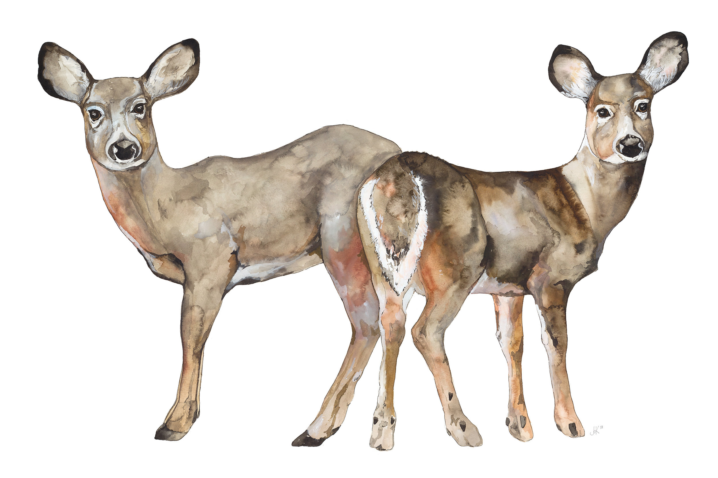 Two Deer.jpg