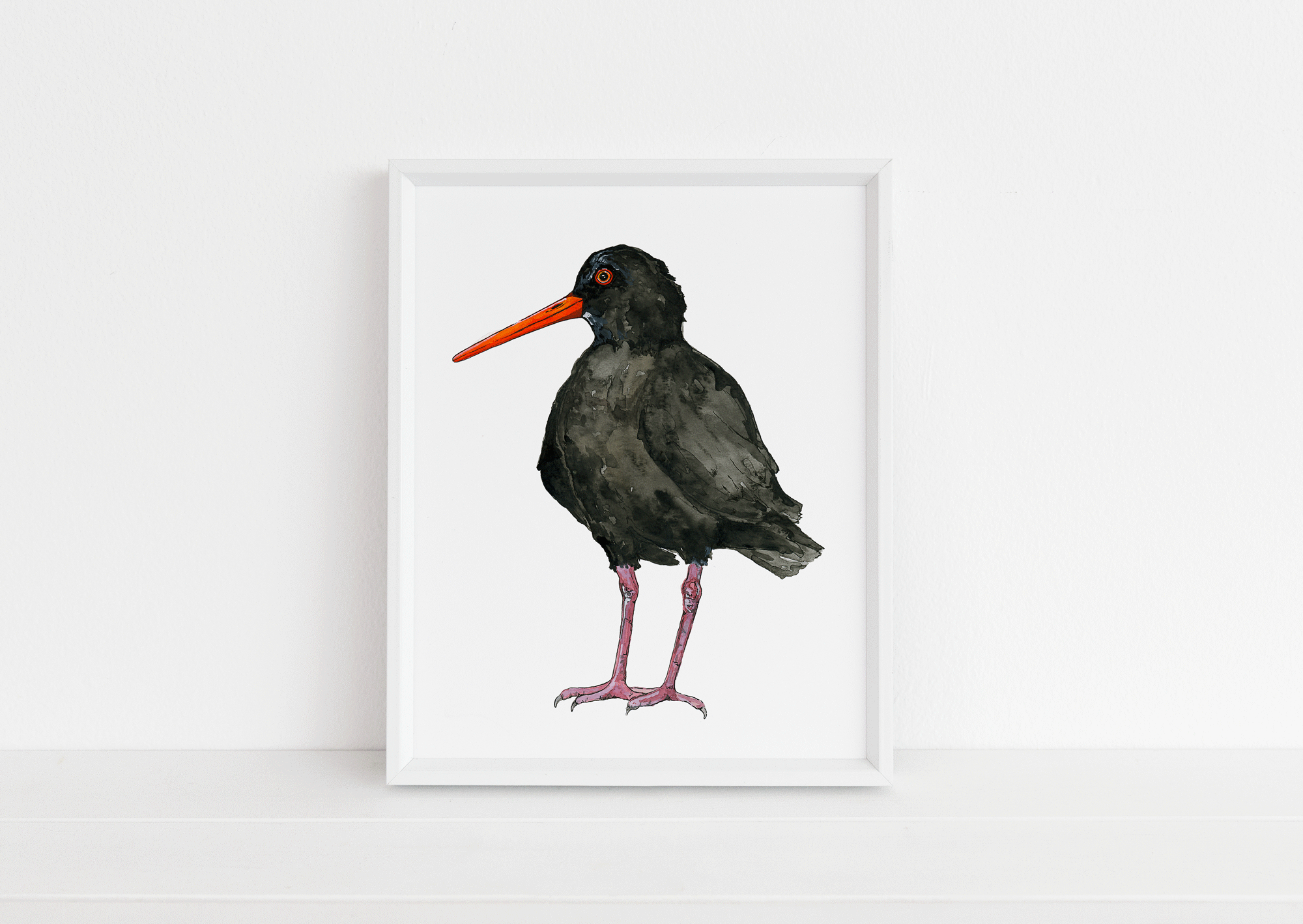 Black-Oyster-Catcher-Web.gif