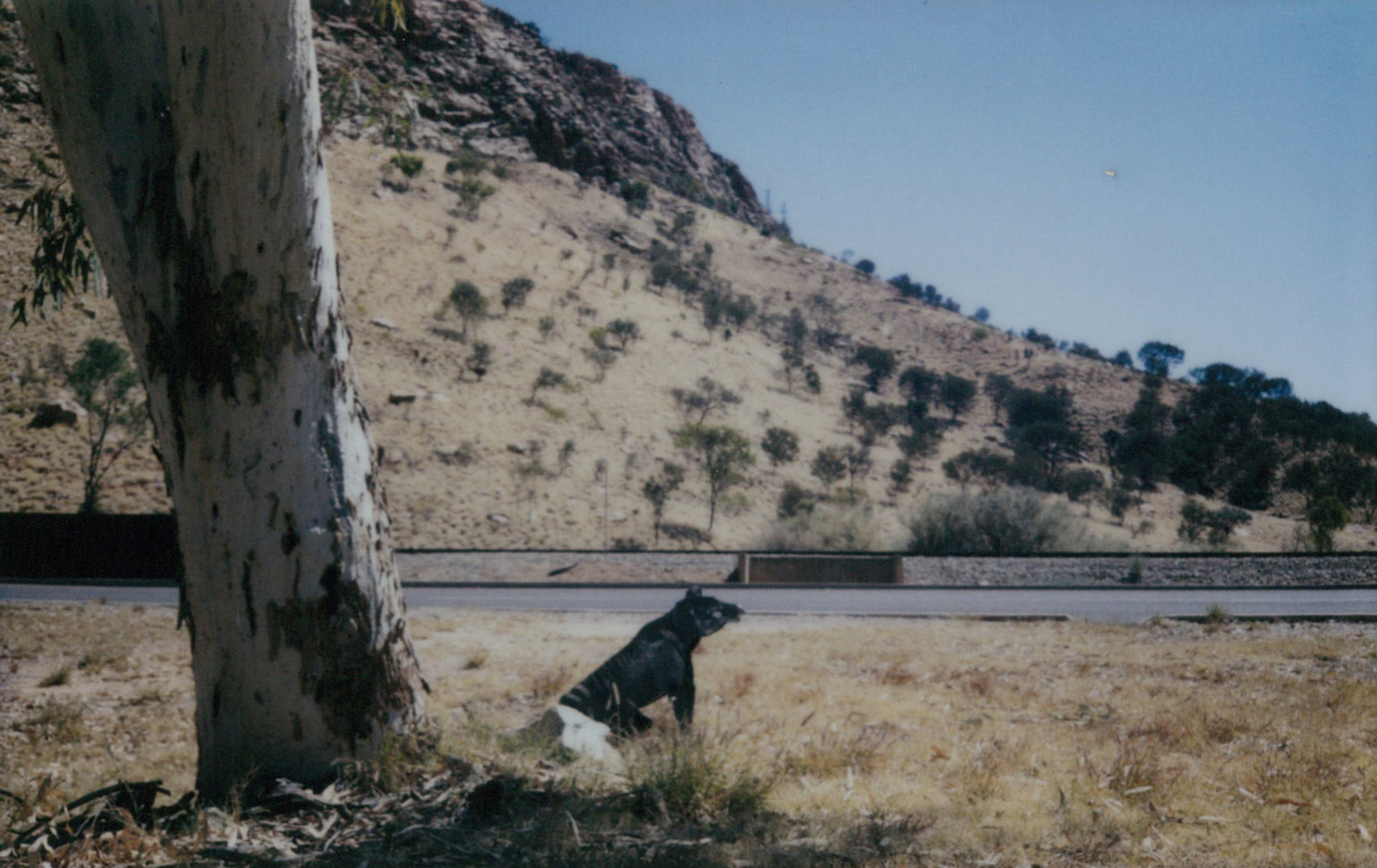 Thylacine gap 4 FB.jpg