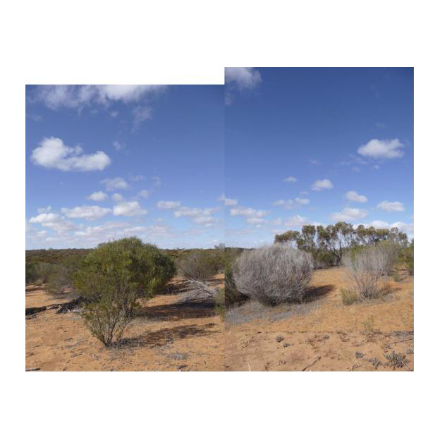 The Experience of Walking