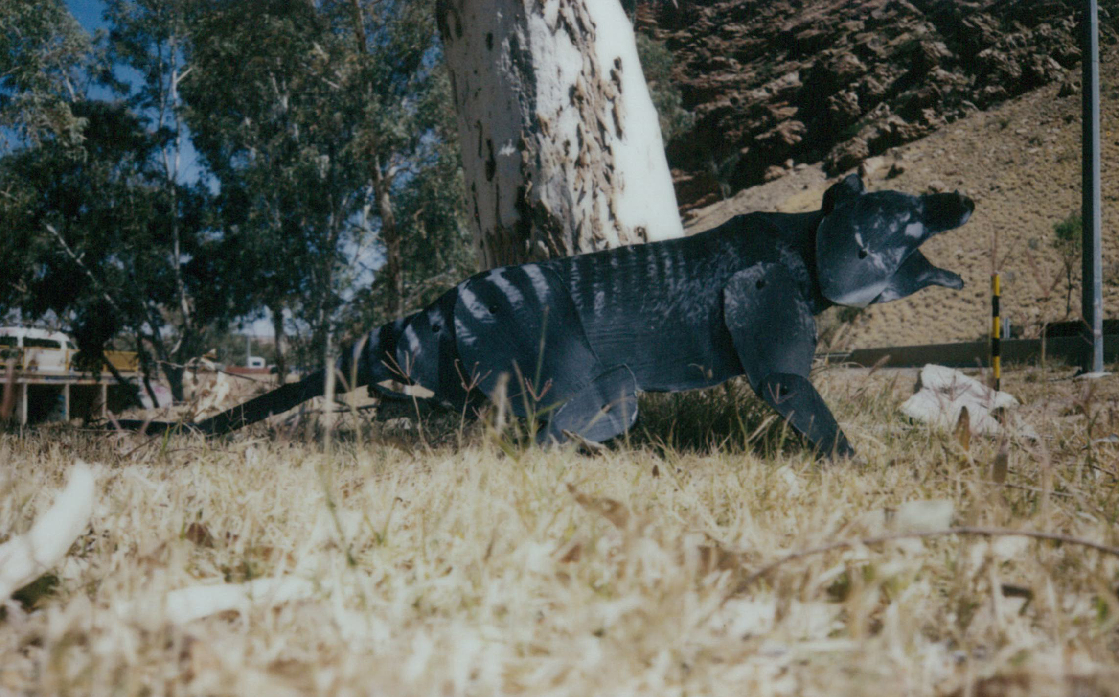 Mega Fauna Sightings in Alice Springs