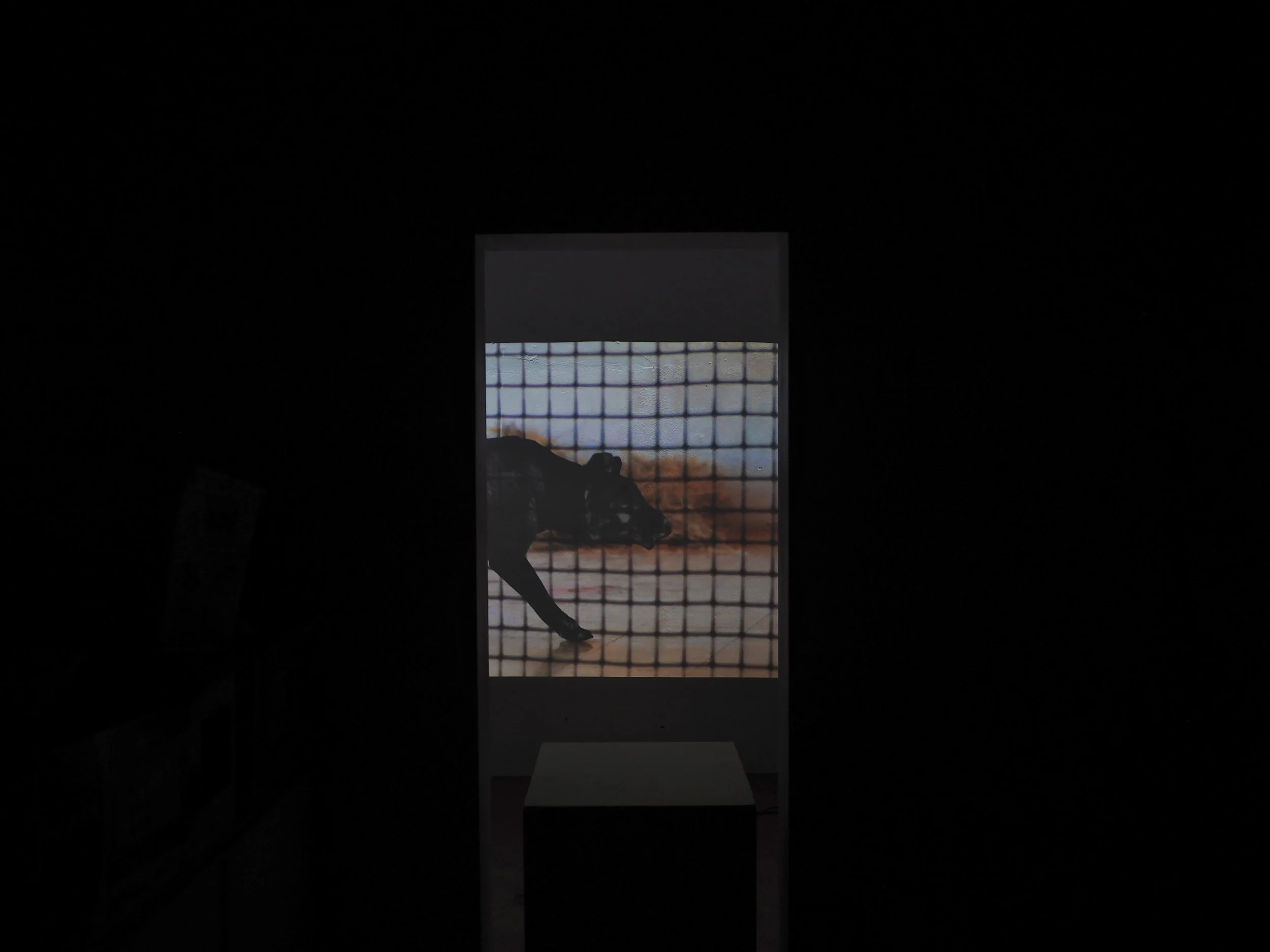  Joseph Burgess,  Locked in a Room with a Tasmanian Tiger , for  Mega Fauna Sightings in Alice Springs  exhibition, 2017. Photo: Zoya Godoroja-Prieckaerts 