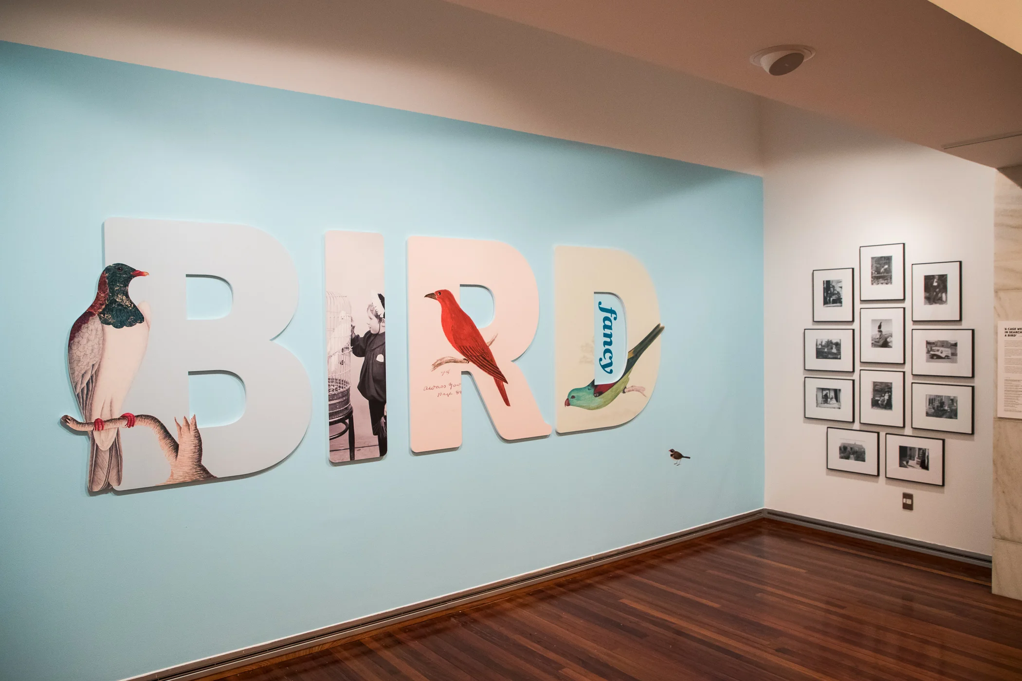 20190410_NL_PE_TPFG_Bird_Fancy_opening_003.jpg
