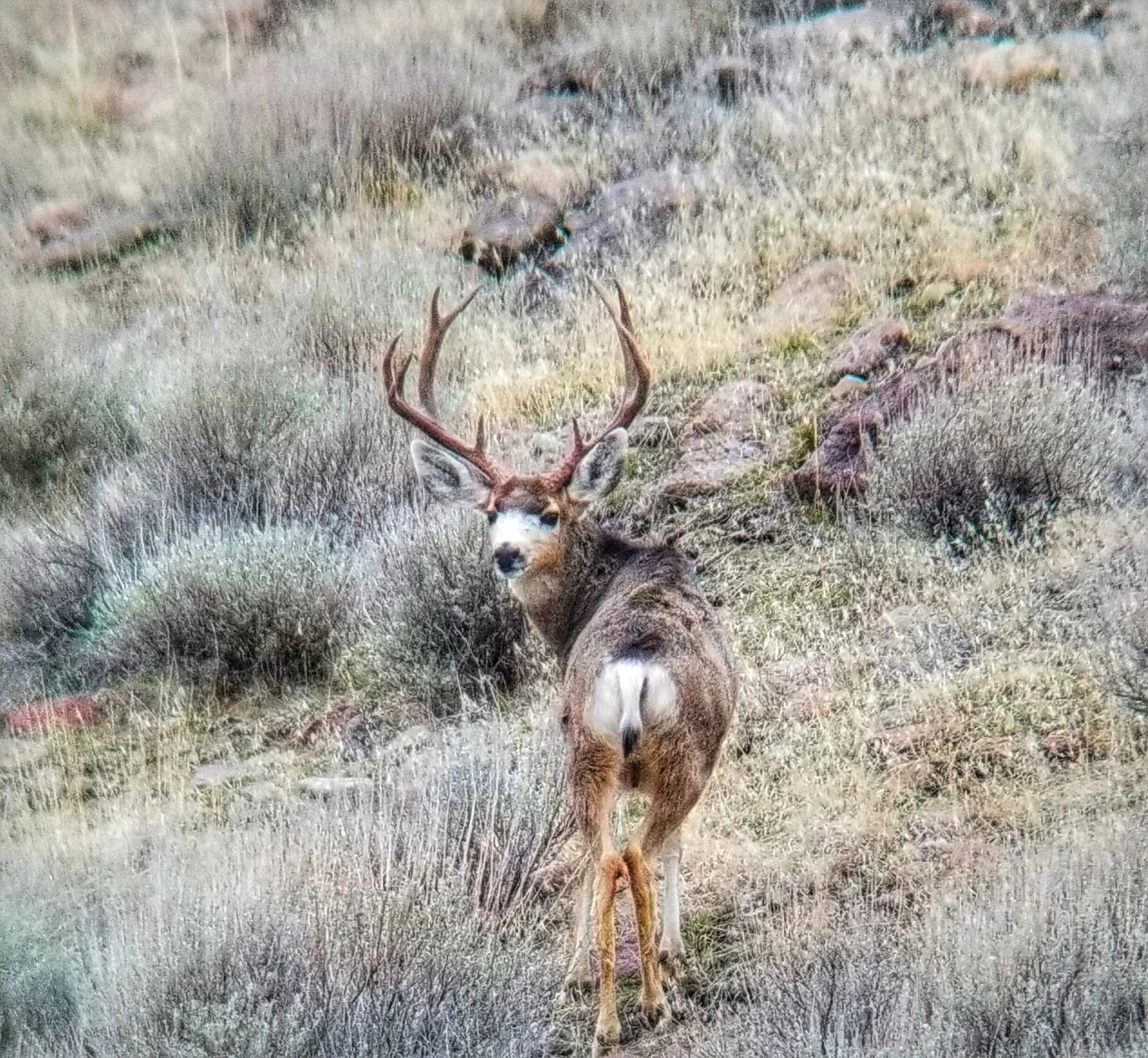 Camp Williams, UT Mule Deer Rut Bucks