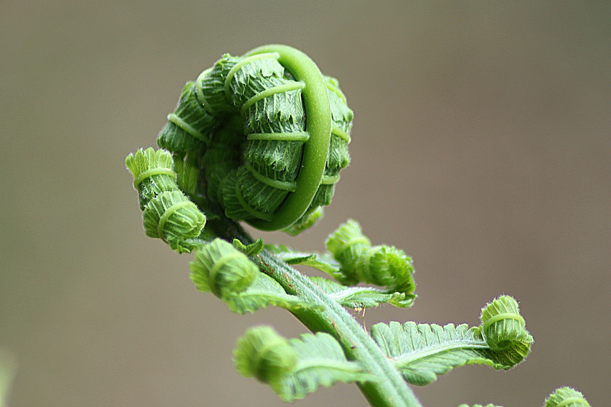 fern-leaf-roll-nature-66319.jpeg