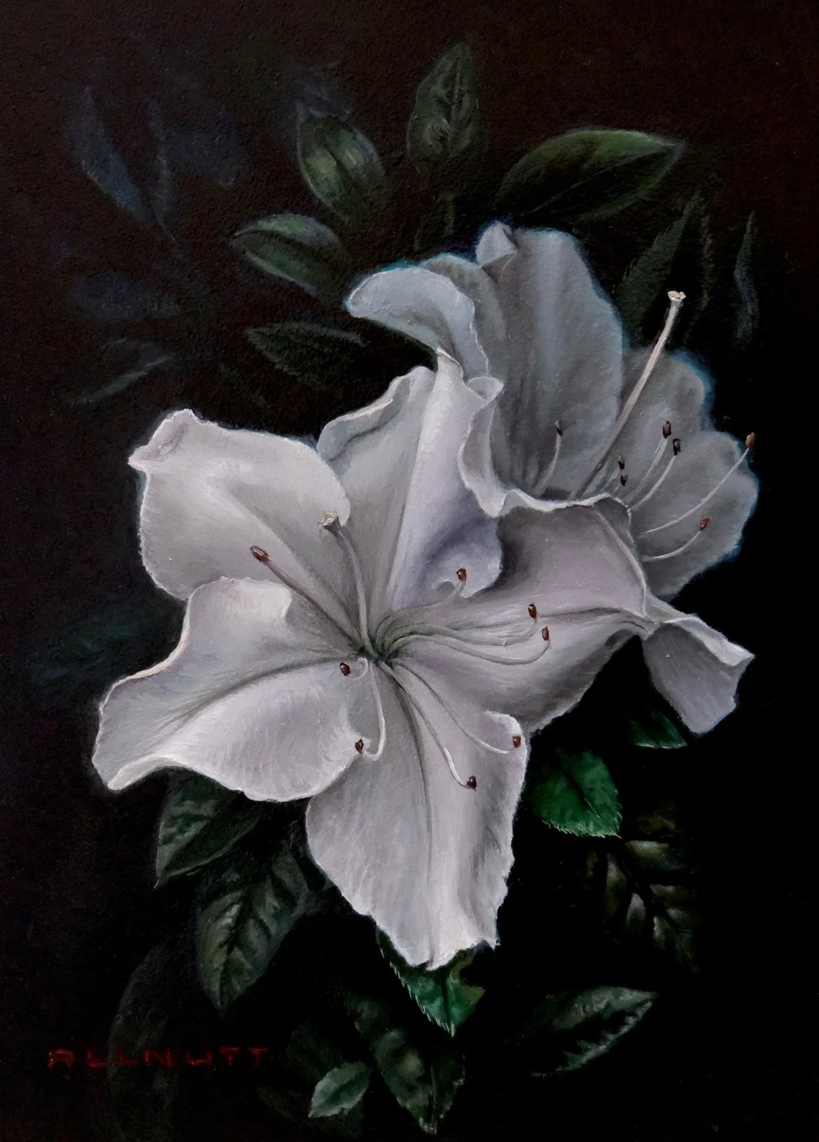 white-lillies-study.jpg
