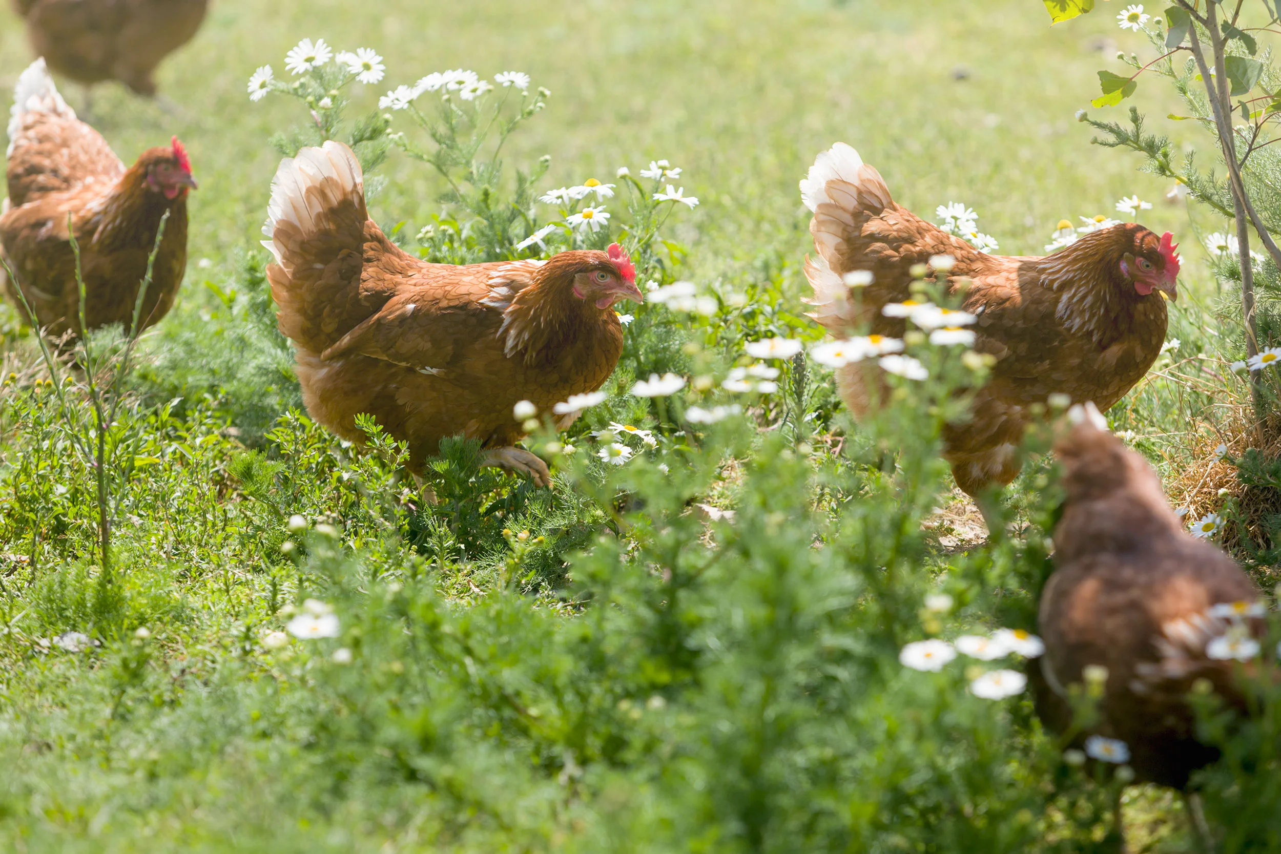 Gallery Otaika Valley Free Range Eggs