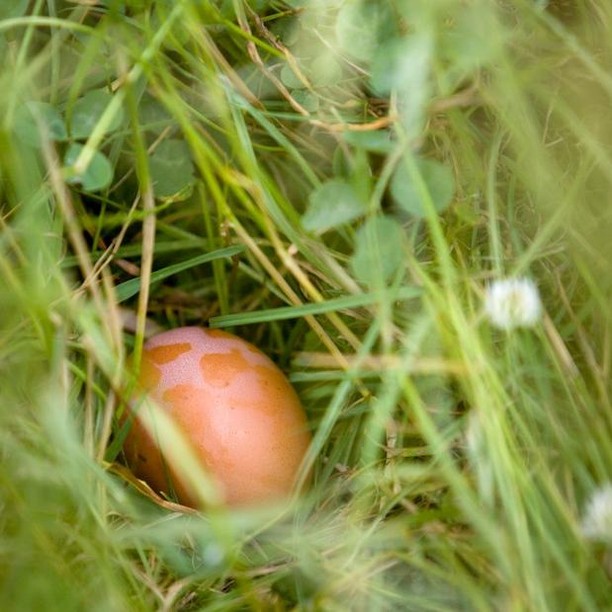 Being truly free range, means our hens have acres to roam free. The fun of that means we get to find our eggs tucked away here and there because every hen has their favourite spot. #EasterEggHunting