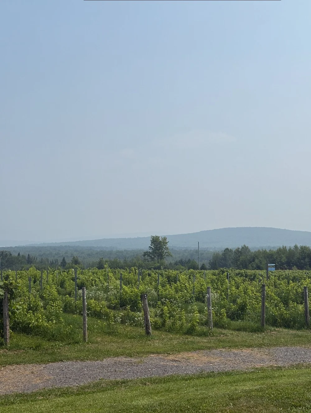 &nbsp;domaine valbrome vineyard