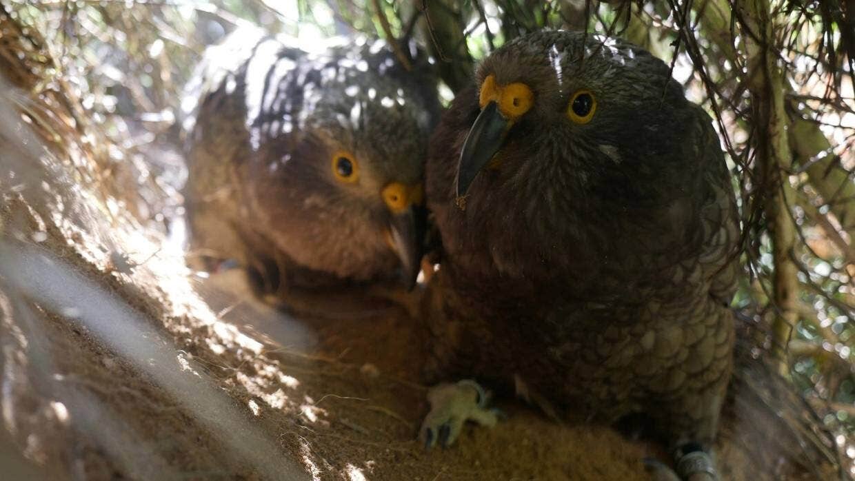 Kea nest discovered in culvert on Motueka forestry site hailed as significant