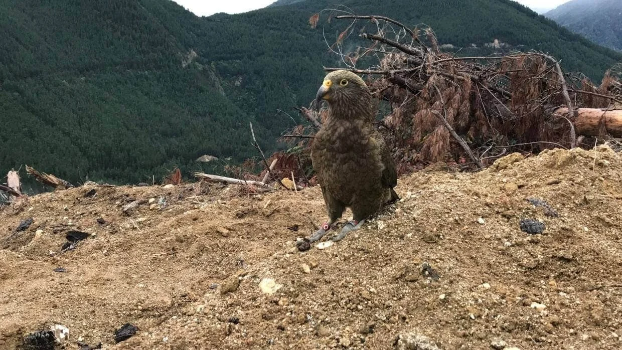 Kea overcomes bad break to roam again