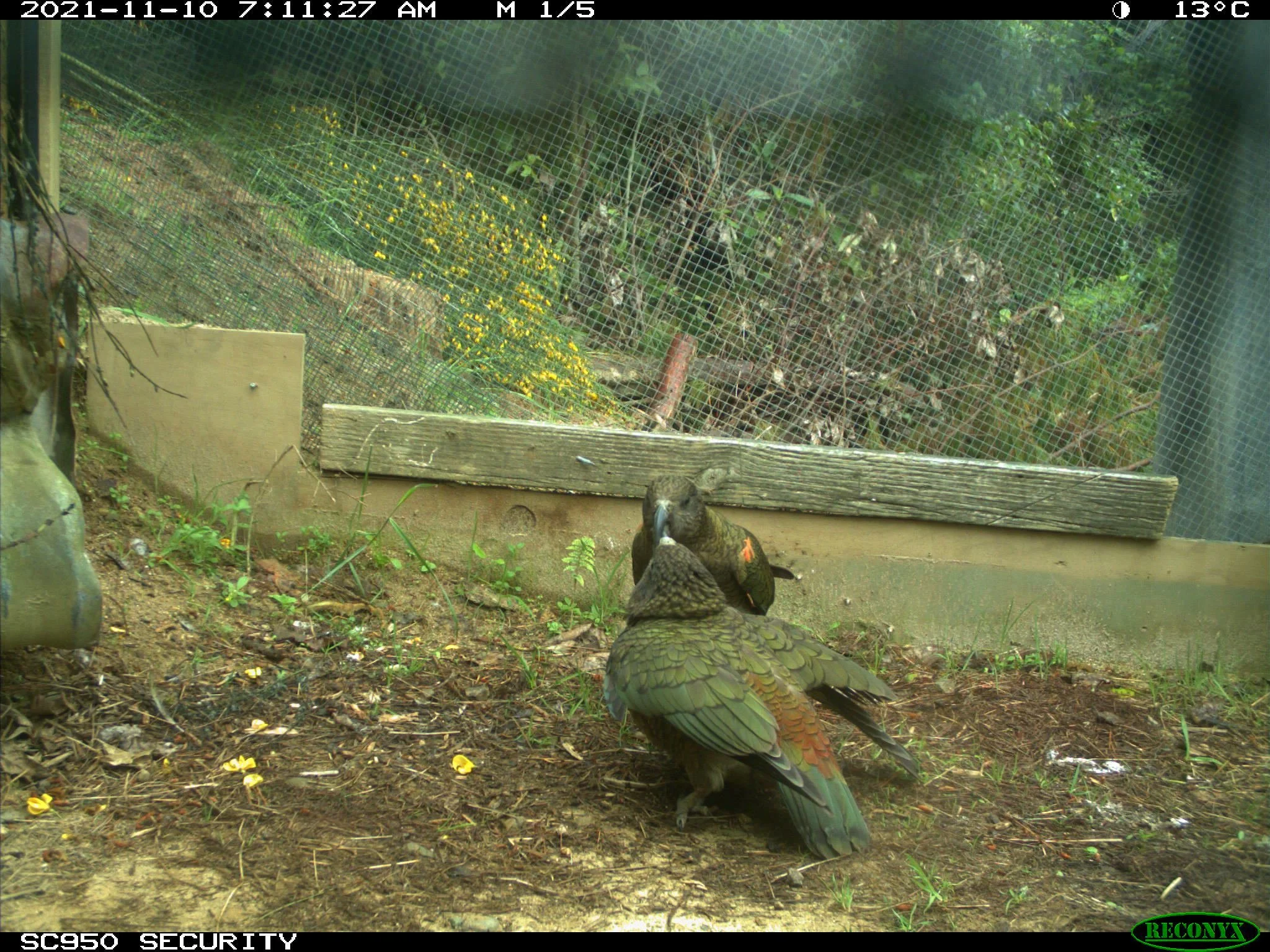 Helping Kea with the Construction of a Predator Proof Fence