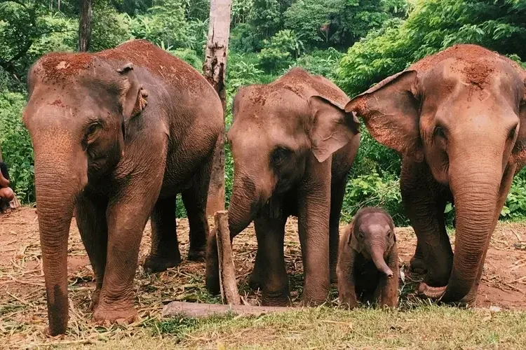 Chiang-Mai-Elephants-Thailand.webp