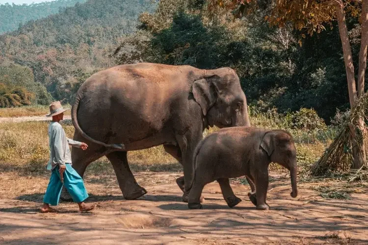 Walking-elephants-chiang-rai-thailand.webp