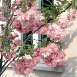dwarf-japanese-cherry.jpg