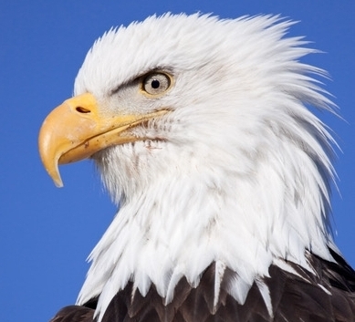 20090315_Homer_Eagle-298.jpeg