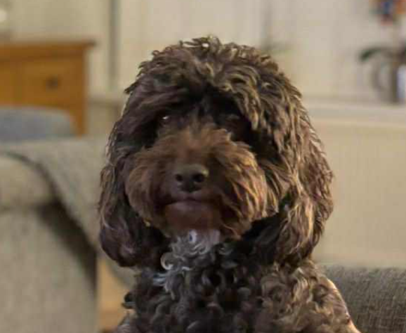 Bella : Applications Closed 