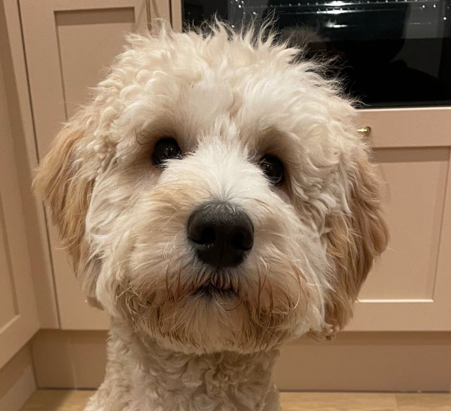 Fergal : Ready for Adoption