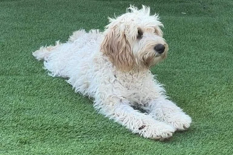 Can Puppies Be Left Alone For 4 Hours