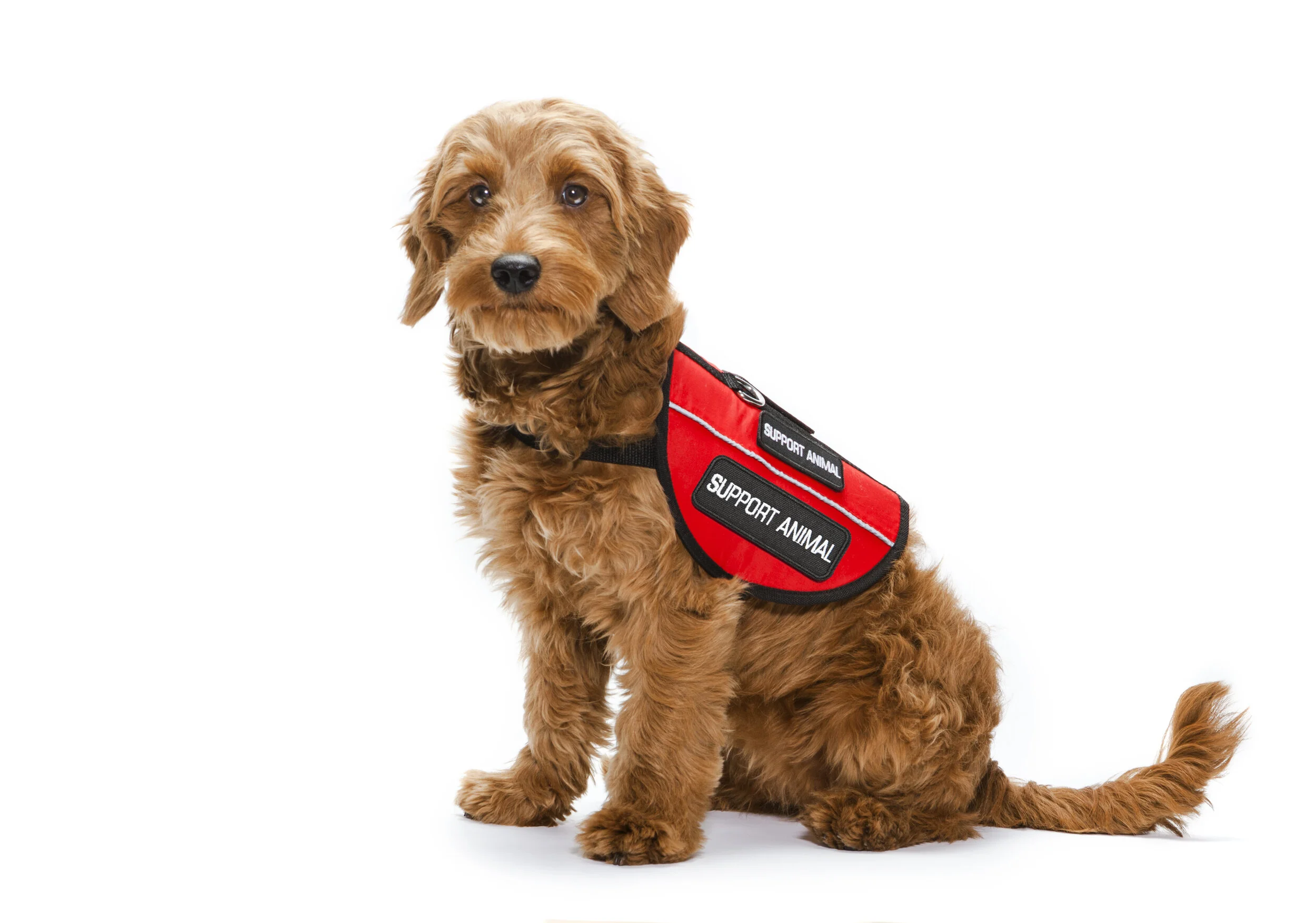 Service Animals and Assistance Animals in Assisted Living