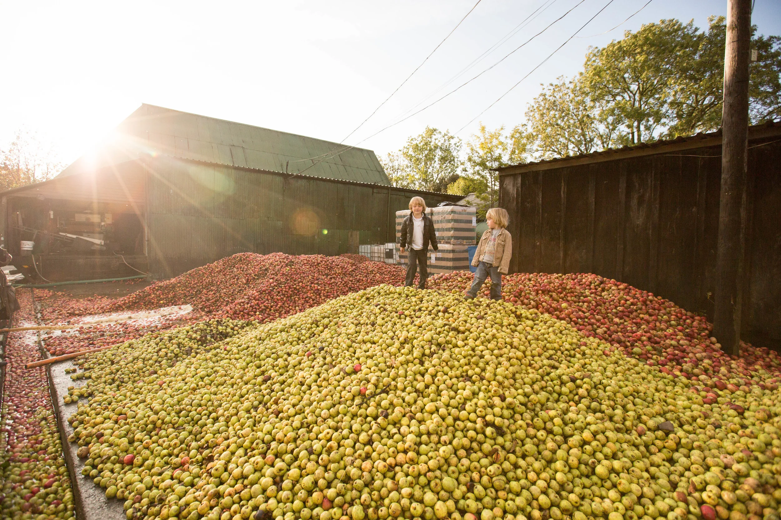 Somerset Cider Brandy and Burrow Hill Cider
