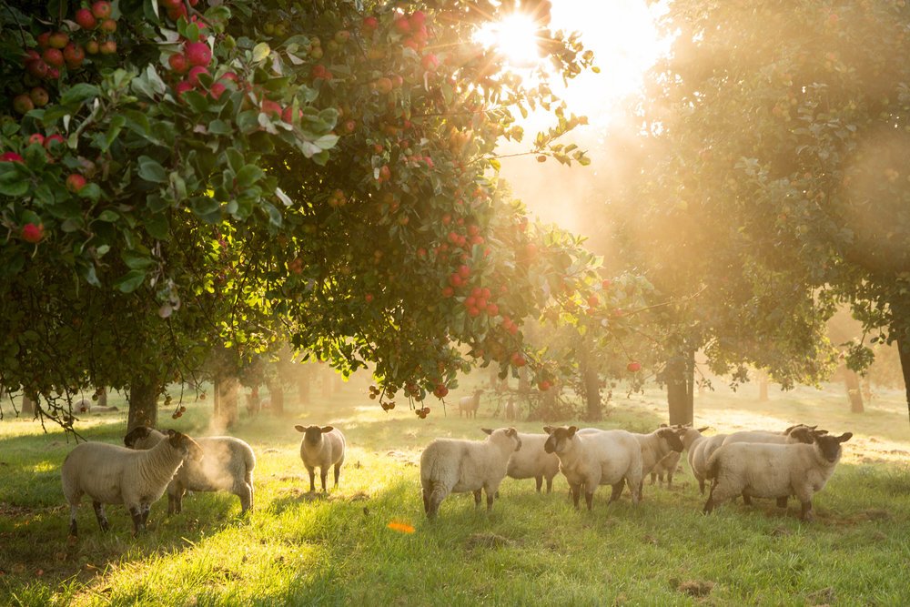 Picture of Burrow Hill Cider Farm