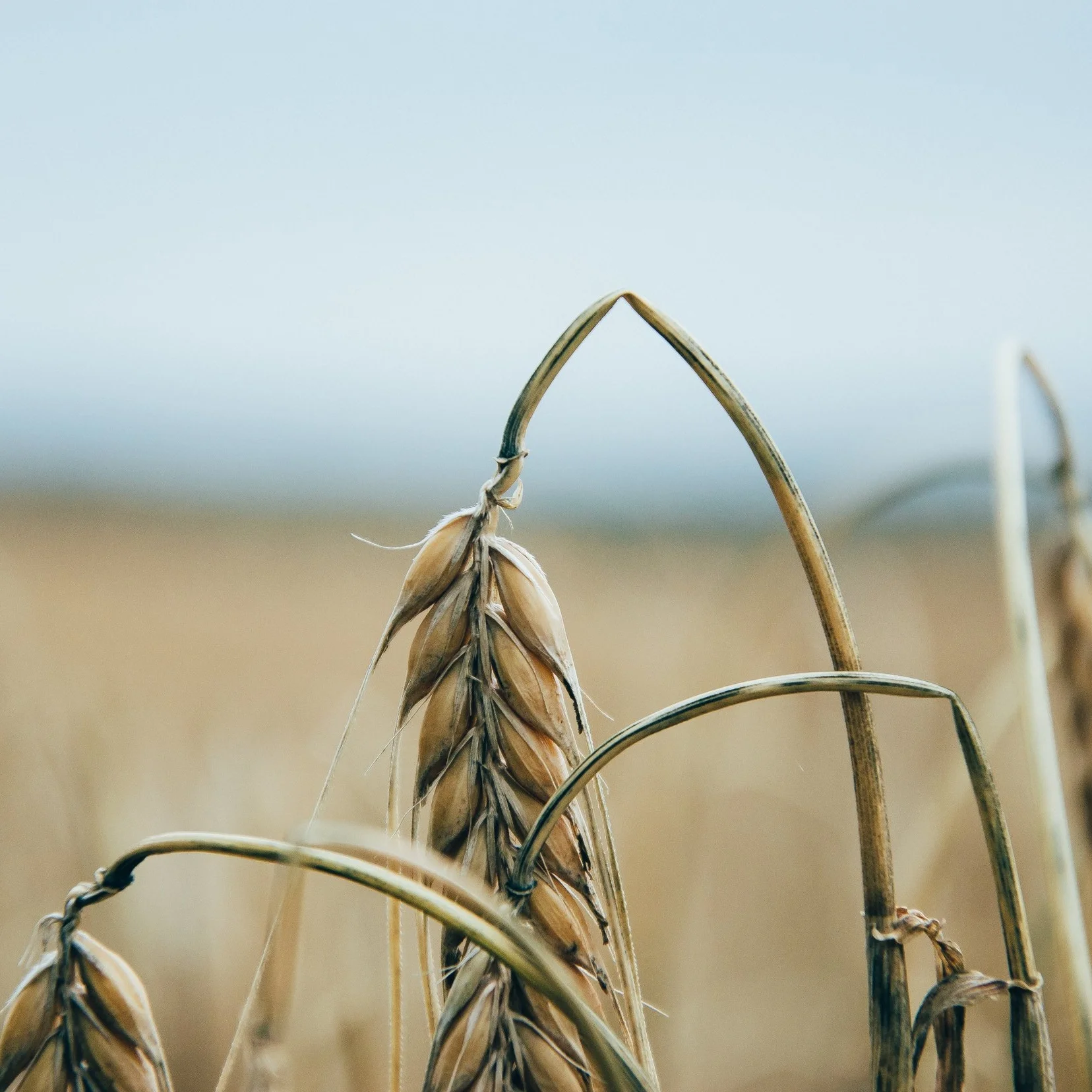 Grain-Growers-Linda-Eldredge