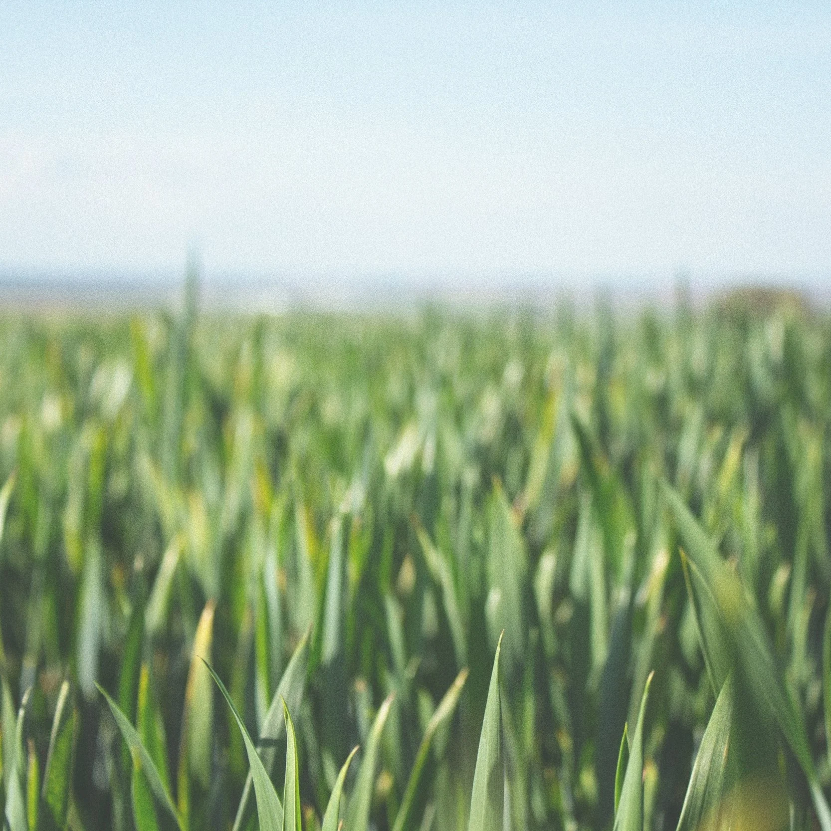 Linda-eldredge-green-wheat
